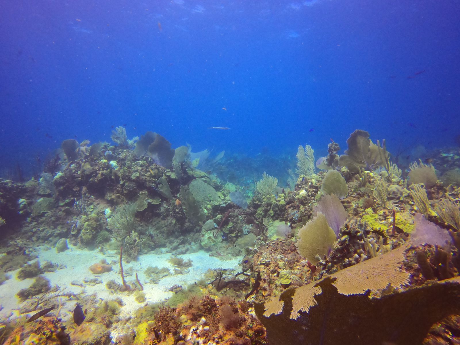 bayahibe buceo republica dominicana